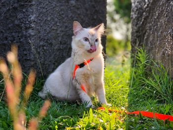 Cat looking away on field