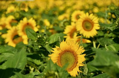 Close-up of sunflower in field