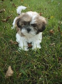 High angle view of puppy on grass