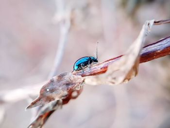 Close-up of insect on twig