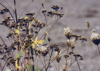 Close-up of plants