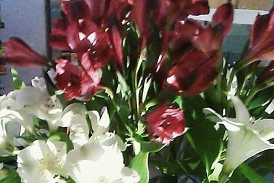 Close-up of red flowers blooming outdoors