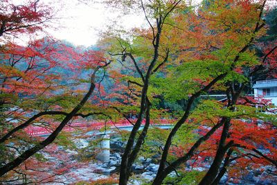 Trees in autumn