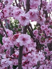 Close-up of pink flowers