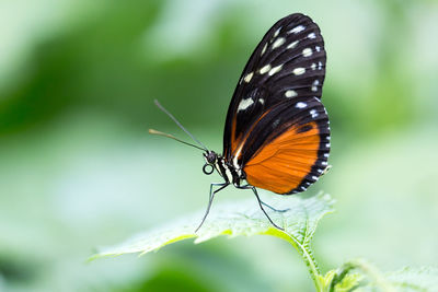 A hecale longwing or heliconius hecale butterfly perched on a plant leaf