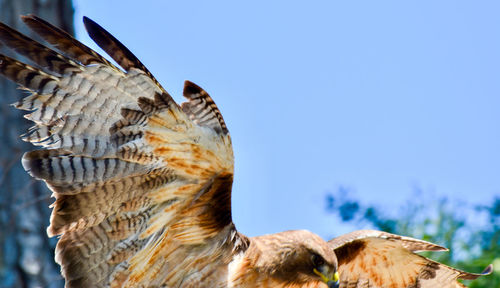 Low angle view of bird flying against clear sky