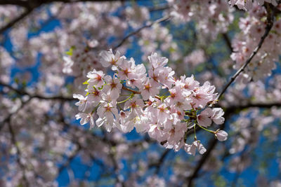 Close-up of cherry blossoms in spring