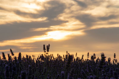 Silhouette plants growing on land against sky during sunset