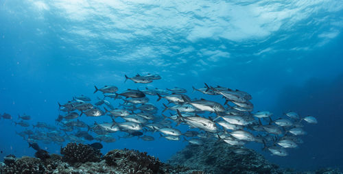 School of bigeye trevally, underwater photography