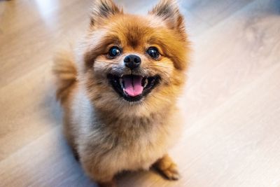 Close-up portrait of dog