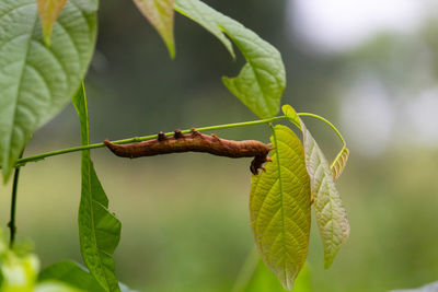 Close-up of insect and green leaf on plant