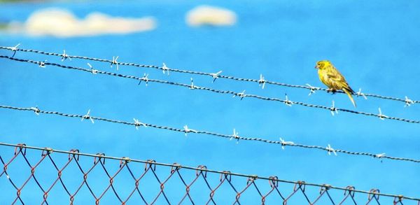 Low angle view of birds perching on power line