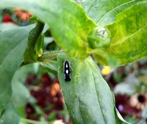 Close-up of ladybug on leaf