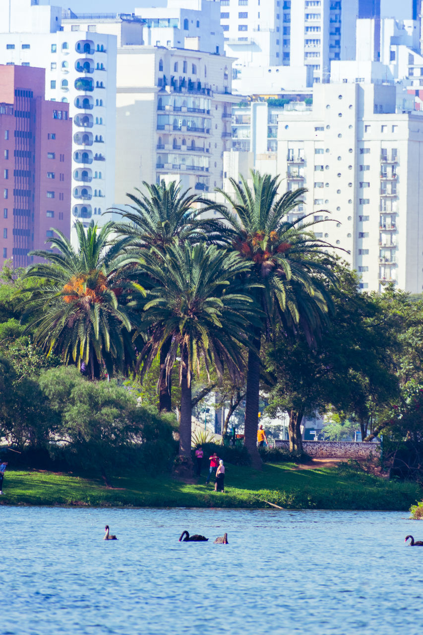 SCENIC VIEW OF PALM TREE BY RIVER