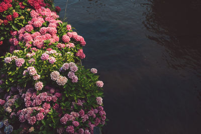 High angle view of pink flowering plants