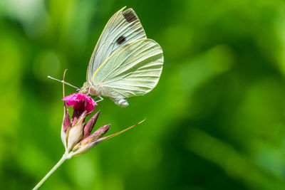 Close-up of butterfly pollinating on flower