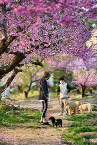 Full length of dog on flower tree