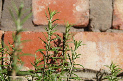 Rosemary growing against wall