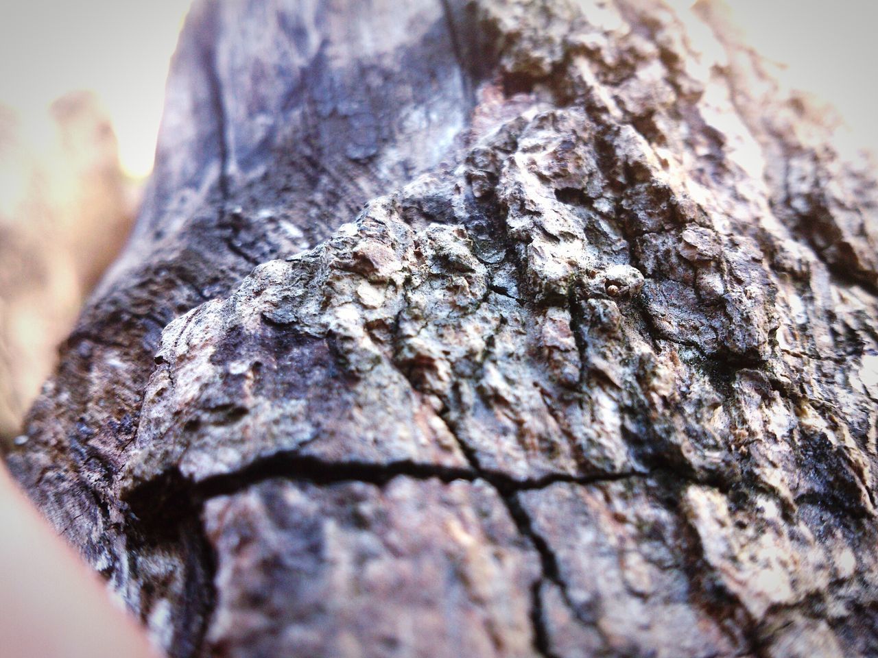 textured, rough, tree trunk, close-up, bark, nature, natural pattern, tree, selective focus, focus on foreground, brown, plant bark, growth, detail, day, moss, outdoors, pattern, rock - object, no people