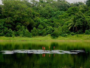 Reflection of trees in lake