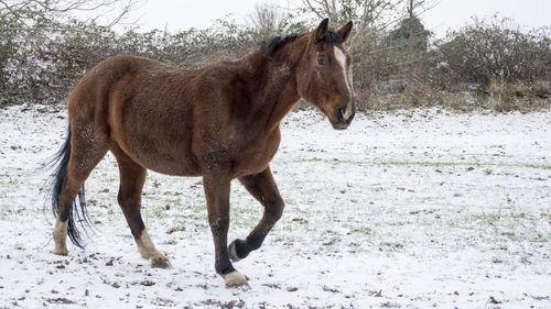 Horse standing in snow