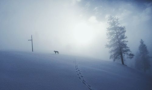 Distant view of dog walking by footprints on snowy hill during foggy weather