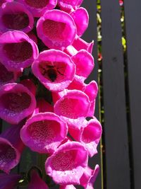 Close-up of pink flowers