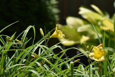 Close-up of flowers blooming outdoors