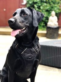 Close-up of dog looking away while sitting outdoors