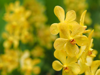 Close-up of yellow flowering plant