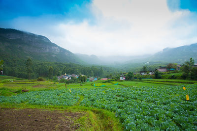 Scenic view of agricultural field against sky