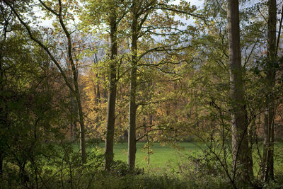 Trees in forest