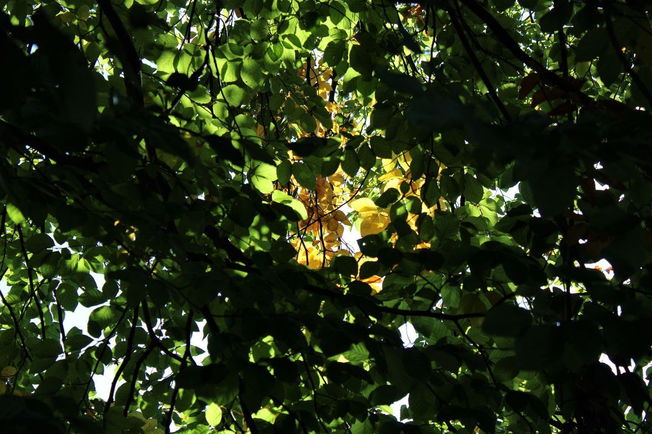 LOW ANGLE VIEW OF FLOWERING PLANT