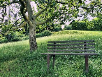 Empty bench on grassy field