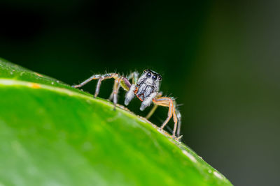 Close up of jumping spider on leaf with nature background.