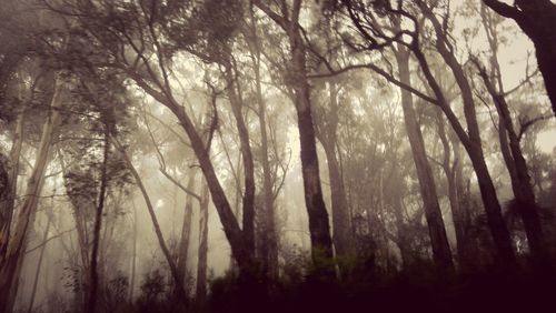 Bare trees in forest
