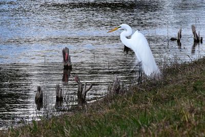 Swan on lake