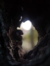 Close-up of horse at night