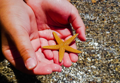 Midsection of person holding lizard on beach
