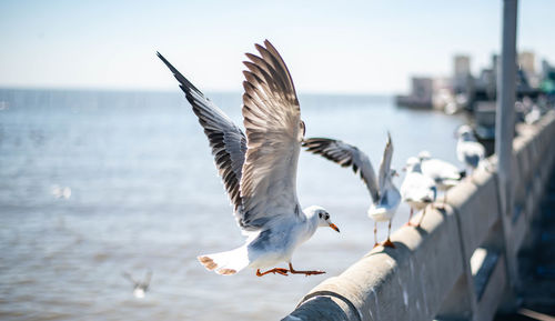 Close-up of seagull flying. seagulls perching on railing to take off into the sea.