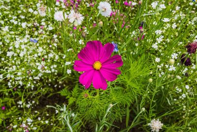 Close-up of pink flowers blooming outdoors