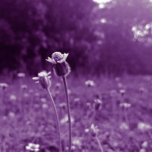 Close-up of purple flowering plant on field