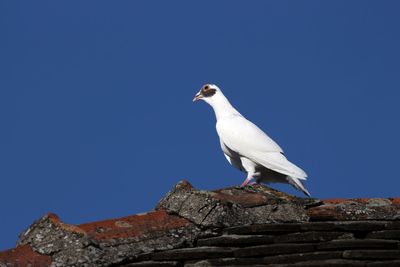 Low angle view of seagull perching on rock against clear blue sky