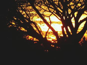 Silhouette of trees at sunset