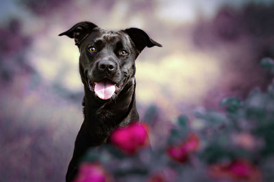 Portrait of black dog sticking out tongue outdoors