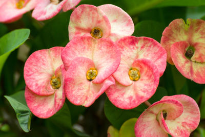 Close-up of pink rose flowers