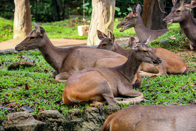 View of deer relaxing on field