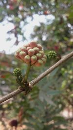 Close-up of plant against blurred background