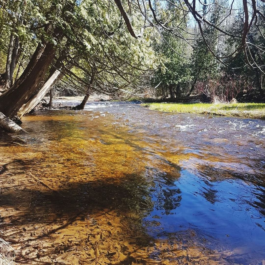 SCENIC VIEW OF RIVER AMIDST TREES IN FOREST