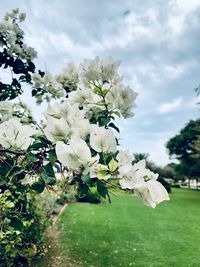 Close-up of white flowering plant against sky
